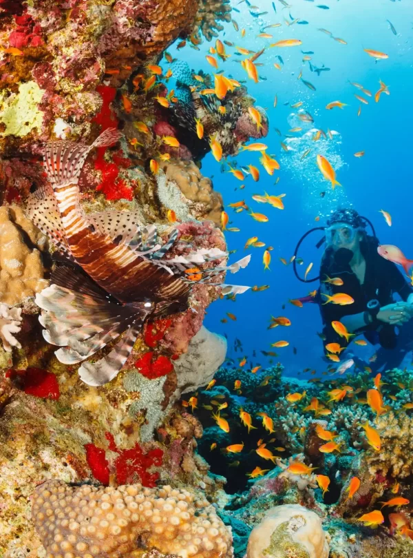 Clear Red Sea waters and coral reef scenery in Sharm El Sheikh, Egypt